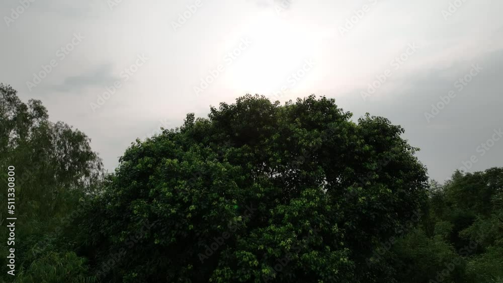 time lapse of clouds passing through trees - Morning in the forest - forest aerial footage