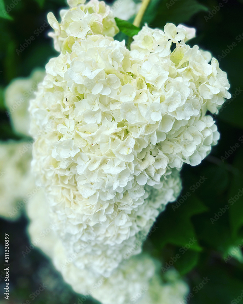 white flowers white flowers