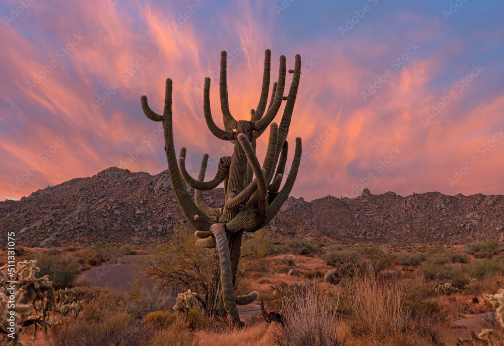 Large Saguaro Cactus At Tom's Thumb Trailhead In Scottsdale AZ Sunrise Time