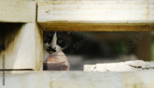 Kitten being shy and bashful hiding behind wood.