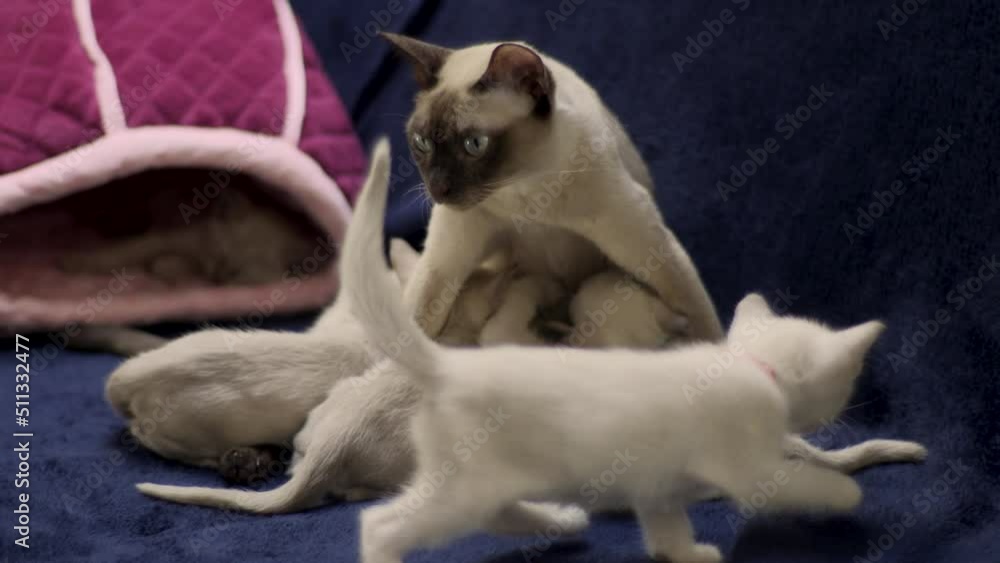 Cute small Tonkinese kitten while eating Cute small Tonkinese kitten while eating