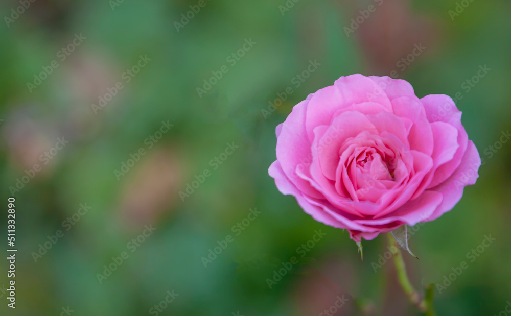 Rosenblüte (Rosa sp.) Rosenblüte (Rosa sp.)