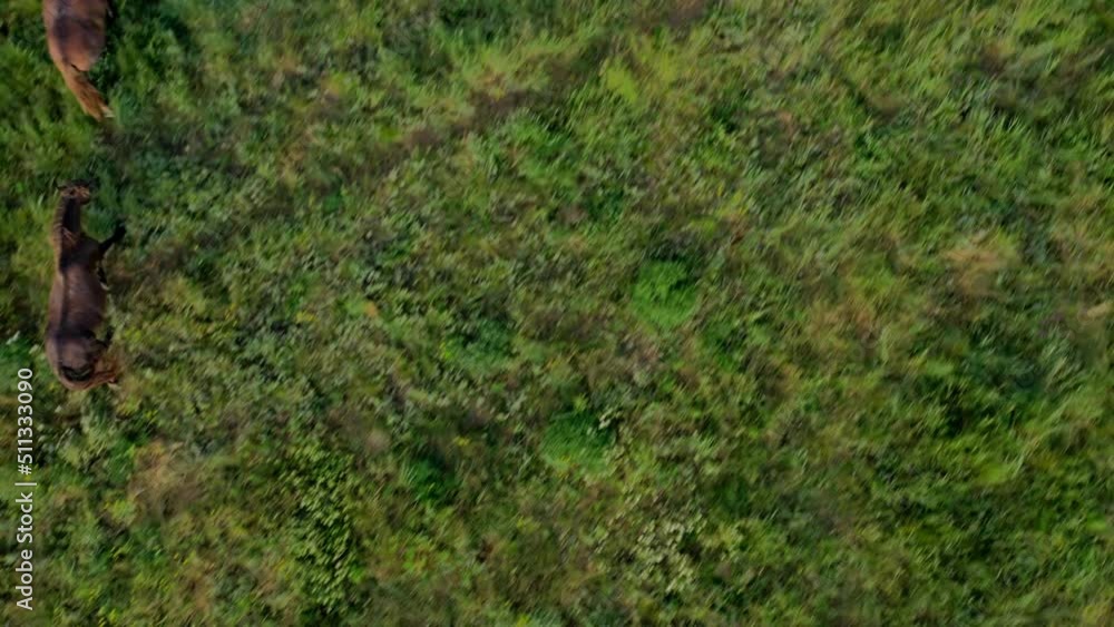 Wild Horses Running, Wild mustangs run on the beautiful green grass, Dust from under the hooves. Herd of horses, mustangs running on steppes aerial view. 4K 10 bit color video Wild Horses Running, Wild mustangs run on the beautiful green grass, Dust from under the hooves. Herd of horses, mustangs running on steppes aerial view. 4K 10 bit color video