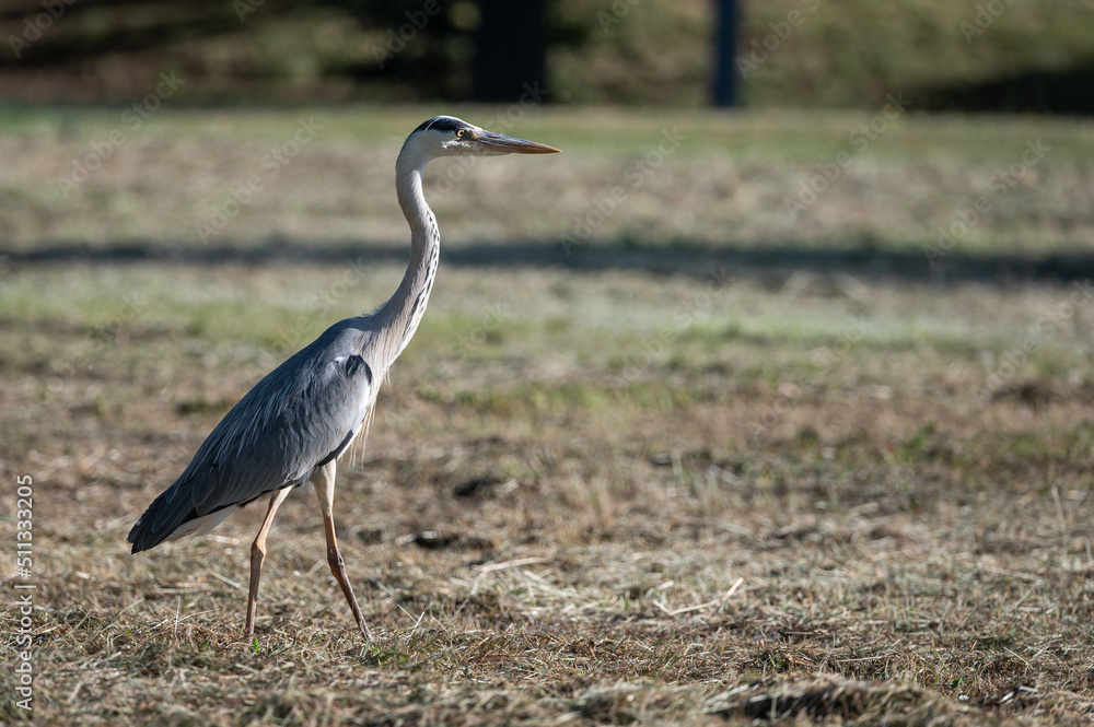 Obraz premium Ardea cinerea - Grey heron - Héron cendré