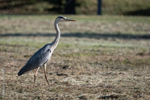 Ardea cinerea - Grey heron - H  ron cendr  