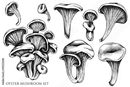 Vector set of hand drawn black and white oyster mushroom