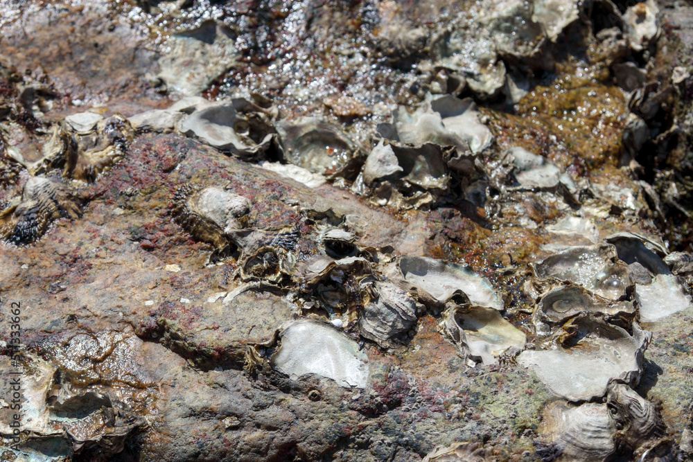 貝殻のついた海の岩