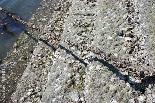 鞆の浦の雁木と貝がくっついたロープ