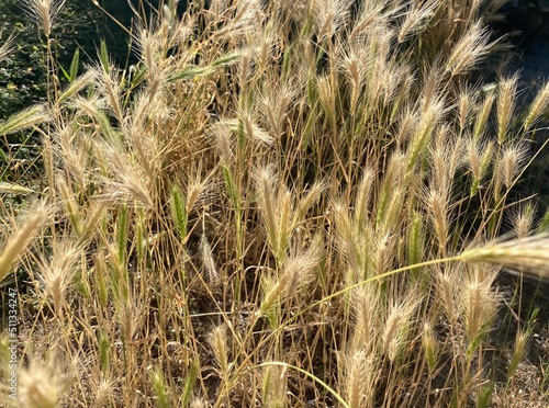 Grain ears in the sunlight