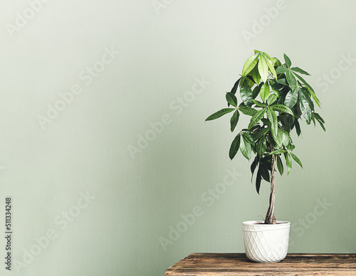 Pachira aquatica (Guiana Chestnut or Money tree) in a white flower pot on the wooden table isolated on a light green background, minimalism and scandinavian style photo