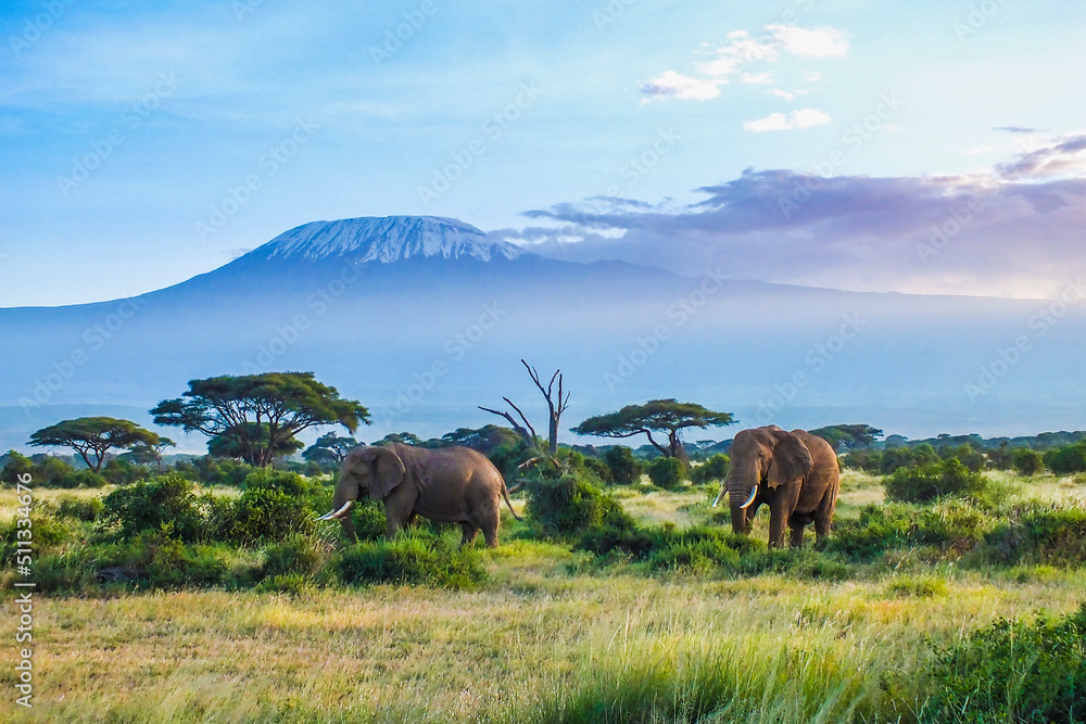 Elephants and Kilimanjaro - obrazy, fototapety, plakaty 