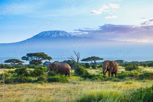 Elephants and Kilimanjaro photo