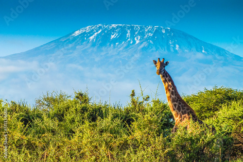 Giraffe in the bush