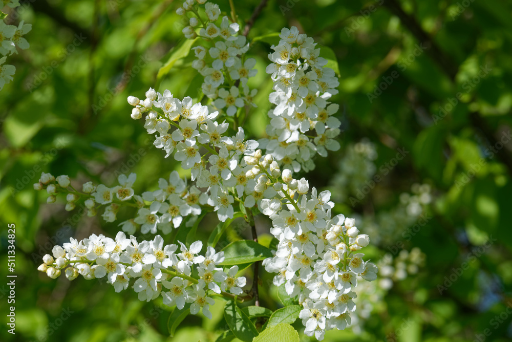 Flowers of Prunus padus, known as bird cherry, hackberry, hagberry, or Mayday tree. Flowers of Prunus padus, known as bird cherry, hackberry, hagberry, or Mayday tree.