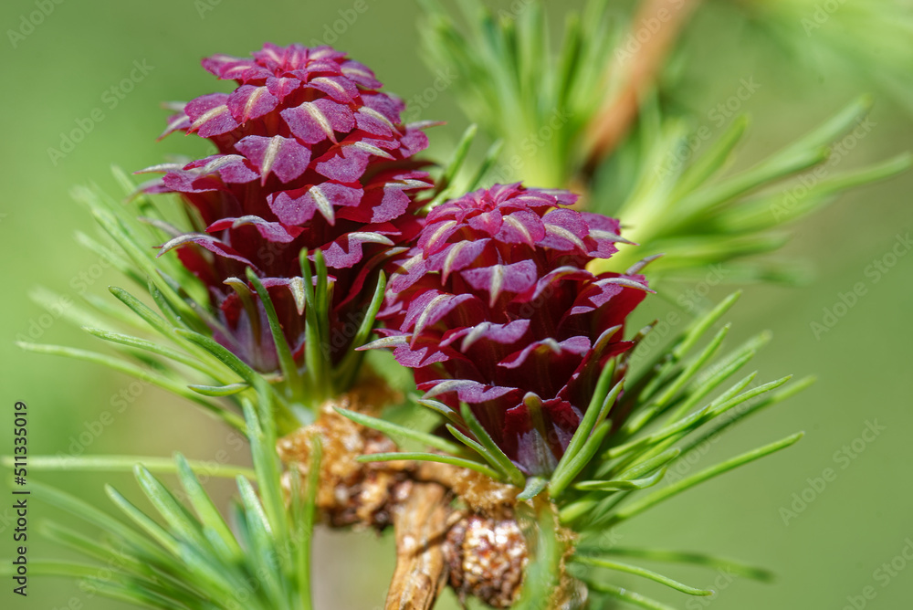 Larch strobilus: two young ovulate cones. Larch strobilus: two young ovulate cones.