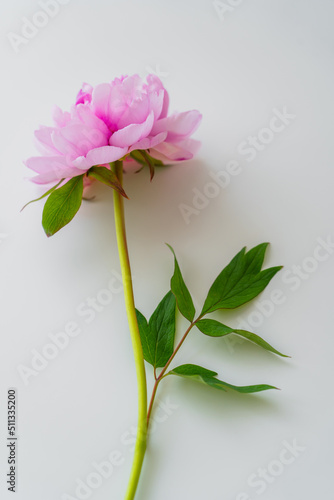 top view of pink peony with green leaves on white background.