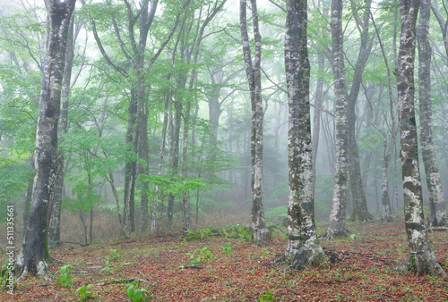 霧がかかる森に立つブナ林