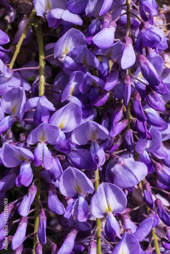 Lilac wisteria inflorescence close up