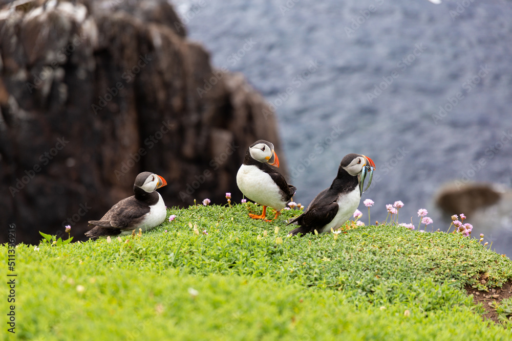 Puffins fishing. Puffin on Saltee Island cliff in Ireland. Breeding sea birds. Puffins fishing. Puffin on Saltee Island cliff in Ireland. Breeding sea birds.