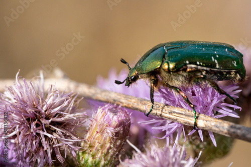 cétoine dorée photo