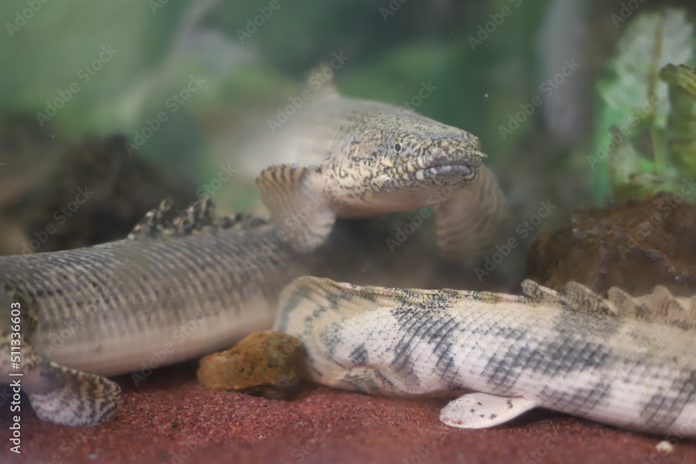 Obraz premium ポリプテルス・オルナティピンニスの顔