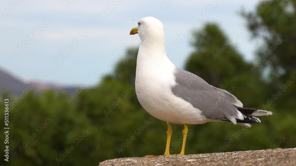 Close up of seagull sitting on top of stone, looking around Close up of seagull sitting on top of stone, looking around