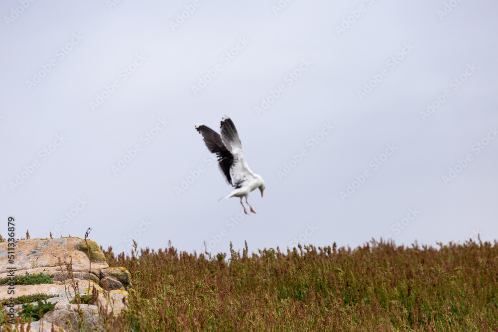 Seagull landing. Great Black backed Gull. Saltee Islands, Ireland. Seagull landing. Great Black backed Gull. Saltee Islands, Ireland.