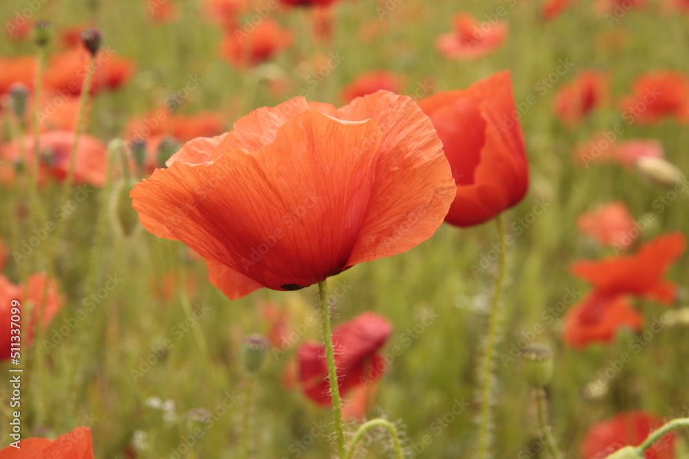 Obraz premium Klatschmohnfeld