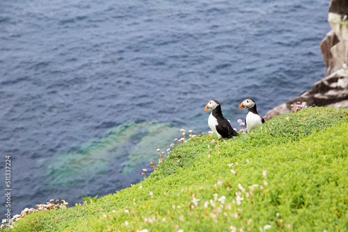 Puffins couple on Saltee Island cliff in Ireland. Breeding sea birds. 