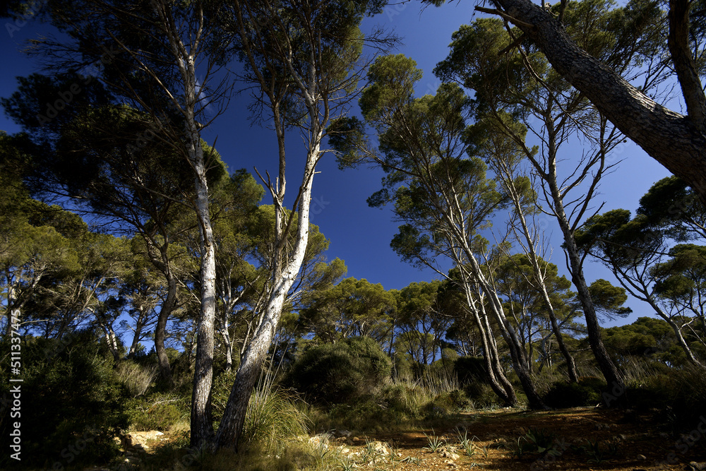 Pinar(Pinus caeciliae).Cami de cavalls.Costa de Migjorn.Menorca.Islas Baleares.España.