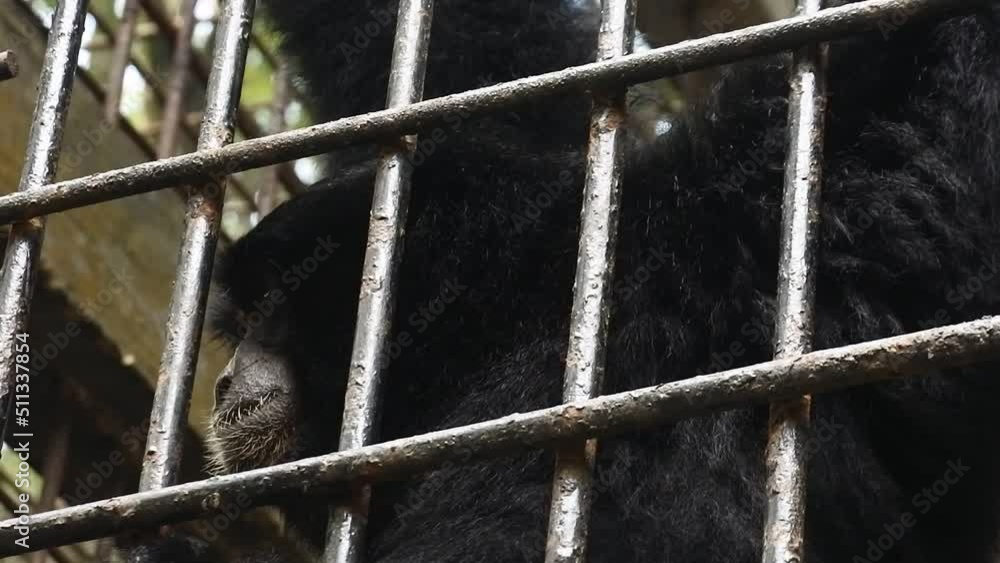 monkey in a captivity cage. Orangutan behind bars in cage. Close-up ...