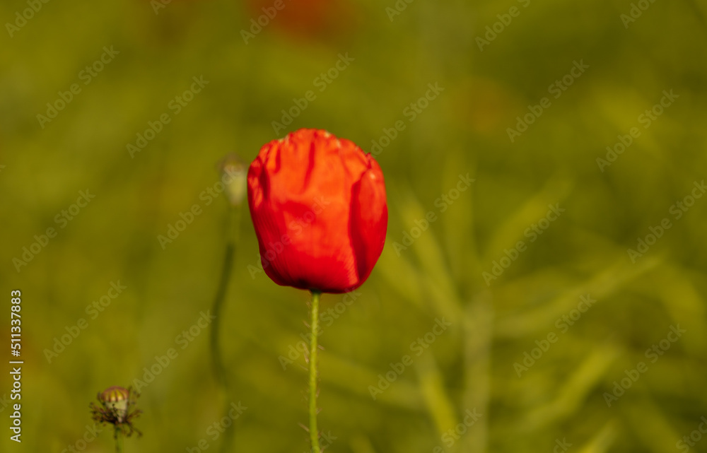 red Flanders corn poppyon a field in spring blossoming red Flanders corn poppyon a field in spring blossoming