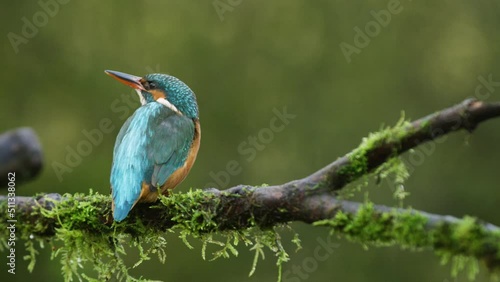 Kingfisher, IJsvogel, rests on a branch, then flies away in slow motion.  photo