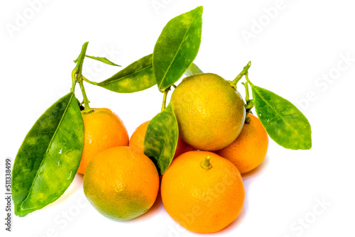 citrus, kumquats