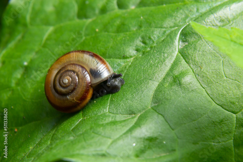 Oxychilus draparnaudi snail, blue body, on a green leaf. macro