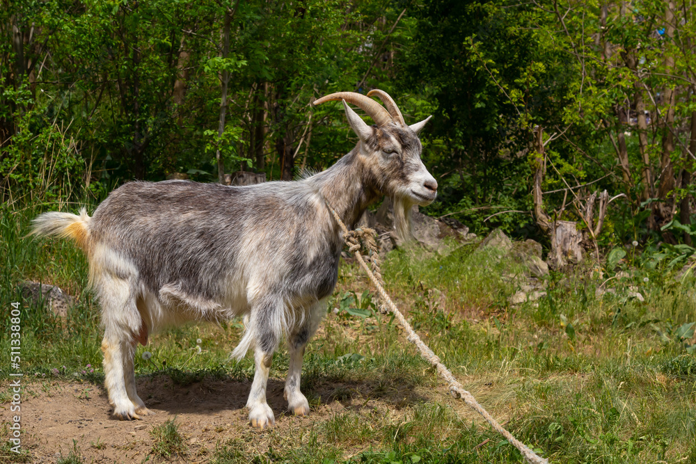 A cute feeding goat in gray and orange color grazing in the meadow A cute feeding goat in gray and orange color grazing in the meadow