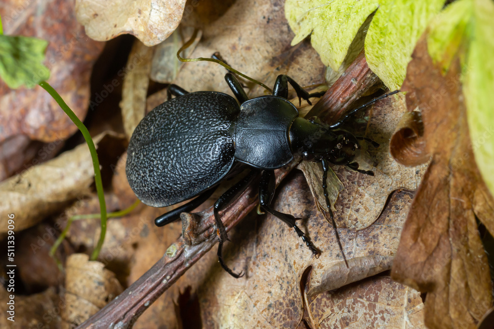 Carabus coriaceus is a species of beetle widespread in Europe, where it is primarily found in deciduous forests and mixed forests. Carabus coriaceus is a species of beetle widespread in Europe, where it is primarily found in deciduous forests and mixed forests.