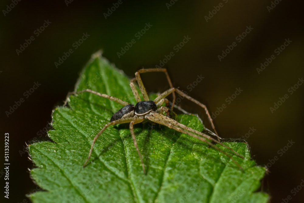Adult Male Running Crab Spider of the Family Philodromidae