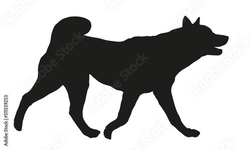 Black dog silhouette. Running american akita puppy. Pet animals. Isolated on a white background.