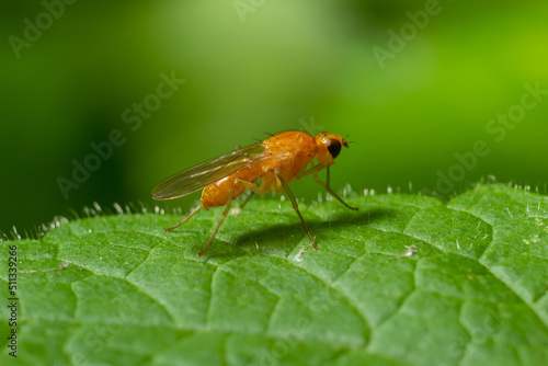 Fototapeta Naklejka Na Ścianę i Meble -  Ptecticus trivittatus - soldier fly is a family of Stratiomyidae