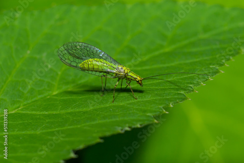 Green Lacewing, Chrysopa perla, hunting for aphids. It is an insect in the Chrysopidae family. The larvae are active predators and feed on aphids and other small insects
