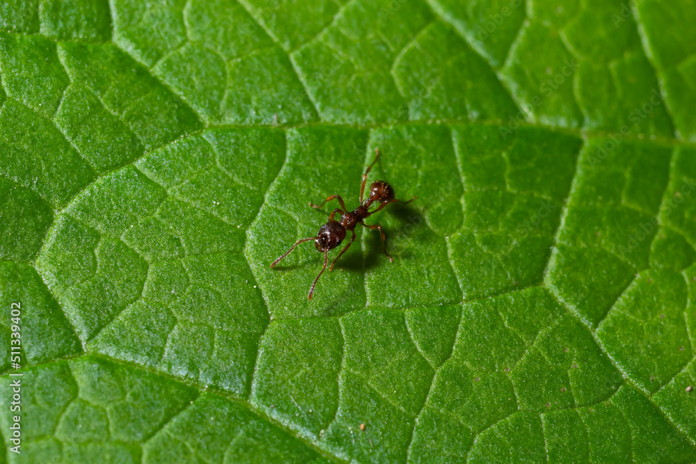 A macro shot of a red ant, Myrmica ruginodis, on a green leaf A macro shot of a red ant, Myrmica ruginodis, on a green leaf