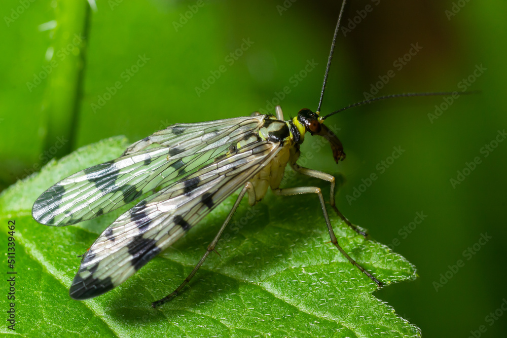 Panorpa communis is the common scorpionfly a species of scorpionfly. Its are useful insects that eat plant pests