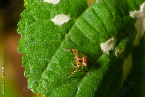 Macro photo of a crab spider hanging onto a plant, Xysticus Croceus photo