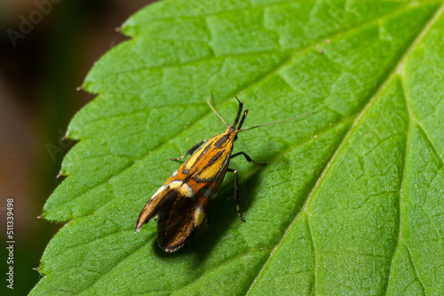 Close-up image of a long-legged butterfly, Nemophora degeerella. Green leaf photo