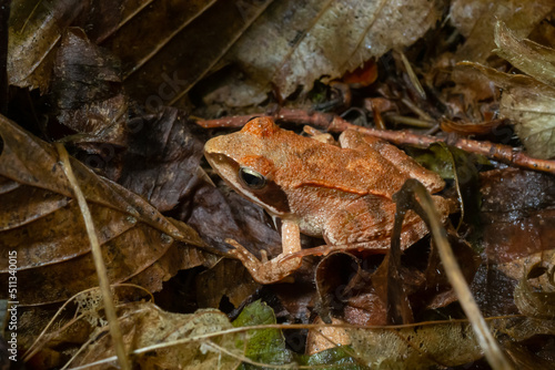 The wood frog, Lithobates sylvaticus or Rana sylvatica. Adult wood frogs are usually brown, tan, or rust-colored, and usually have a dark eye mask