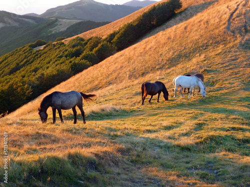 Canvas Print Horses grazing on a mountain pasture at sunset.