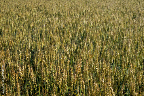 Wheat field in the early morning sun. The field is on a rural farm in the USA. It is a grass widely cultivated for its seed, a cereal grain which is a worldwide staple food.