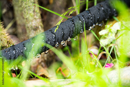 Automatic garden watering - drops of water emerge from a spray hose and water the garden plants