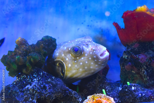 White spotted puffer fish in an aquarium close up photo